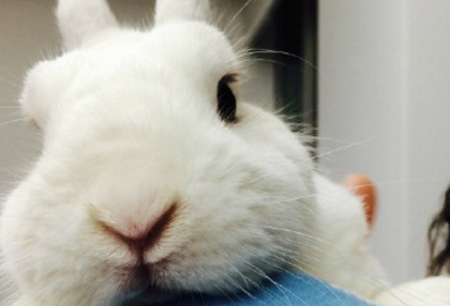 手机上的兔子是什么软件 手机屏幕上养宠物兔子叫什么