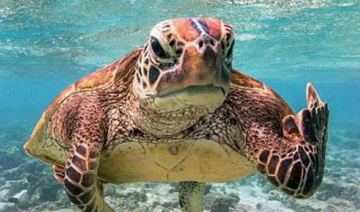 海龟汤恐怖变态题目及答案有哪些 海龟汤恐怖变态题目及答案大全